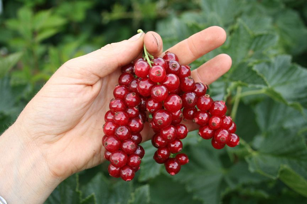 Trồng[-]Ribes[-]rubrum[-](nho[-]đỏ)[-]trị[-]rối[-]loạn[-]tiền[-]mãn[-]kinh